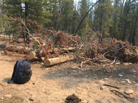 Pine beetle devastation?